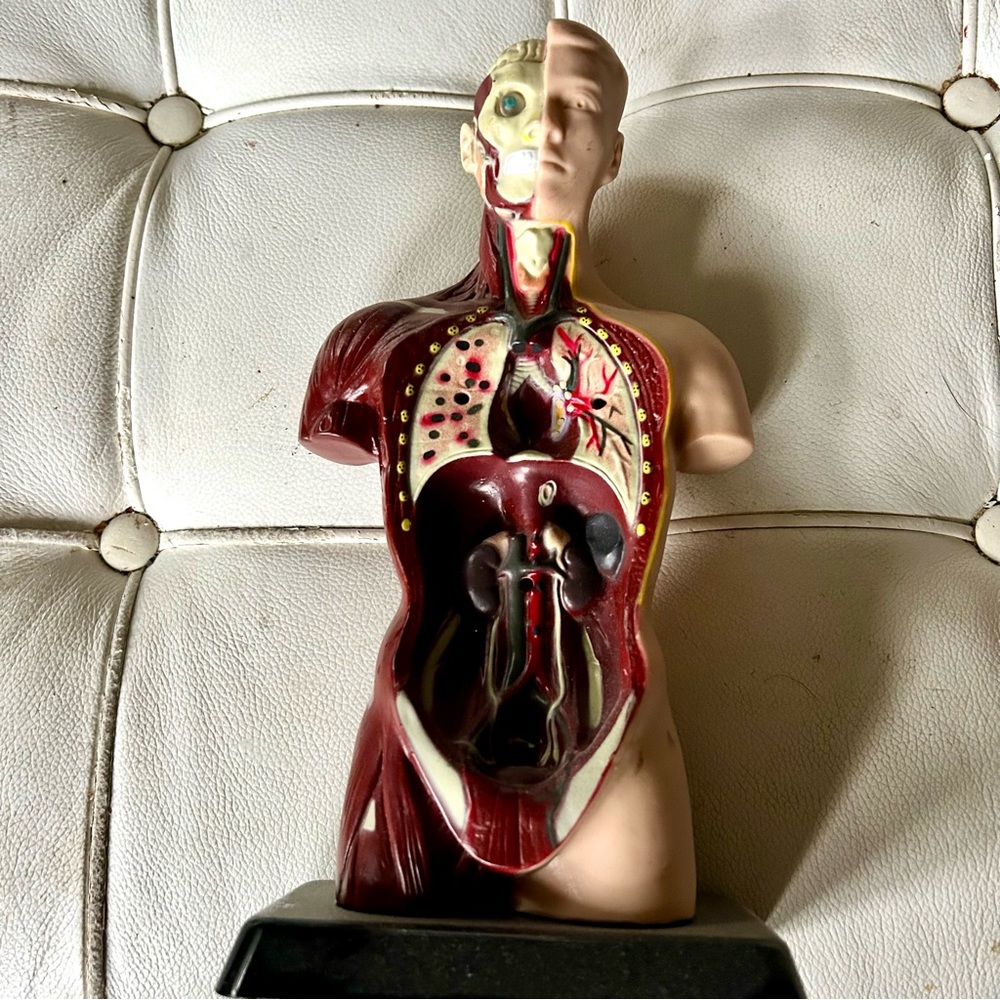 Medical figure to illustrate muscles and organs weird decor 9 inches tall